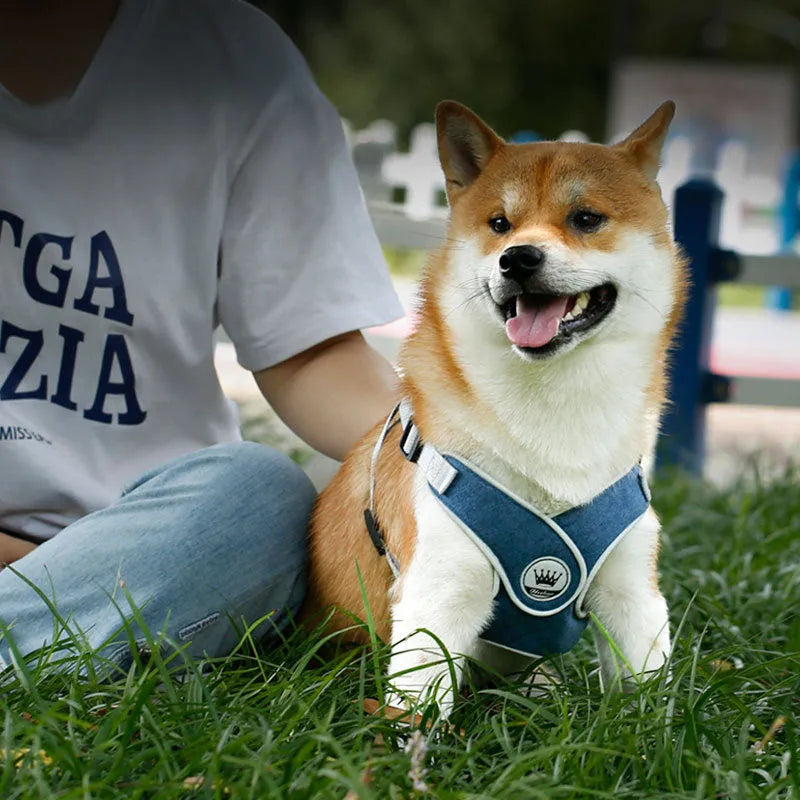 Adjustable mesh dog harness with metal D-ring in multiple colour options