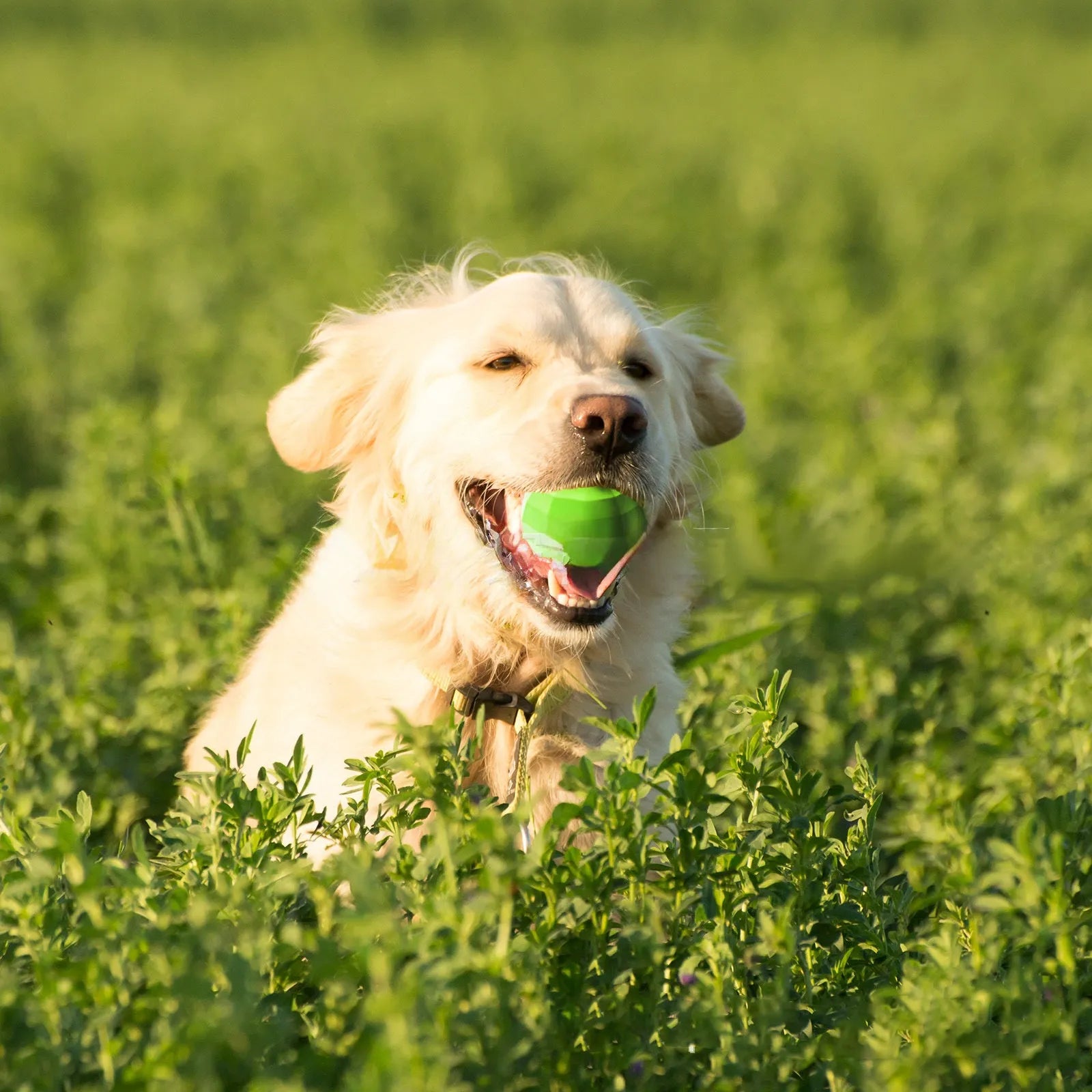 Green natural rubber dog squeaky ball toy for medium large breed aggressive chewers