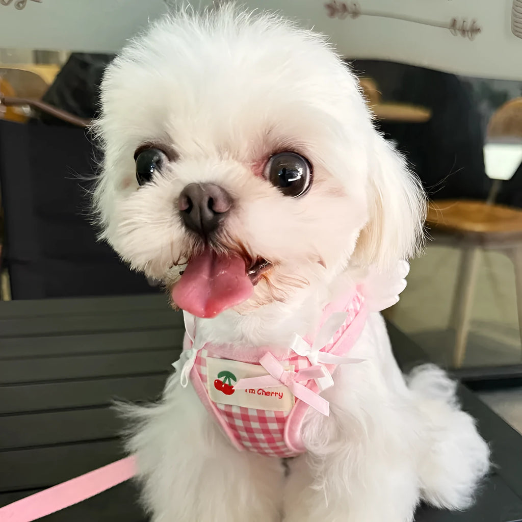 Cotton chest and back harness for small dogs in black and pink colours with adjustable sizing