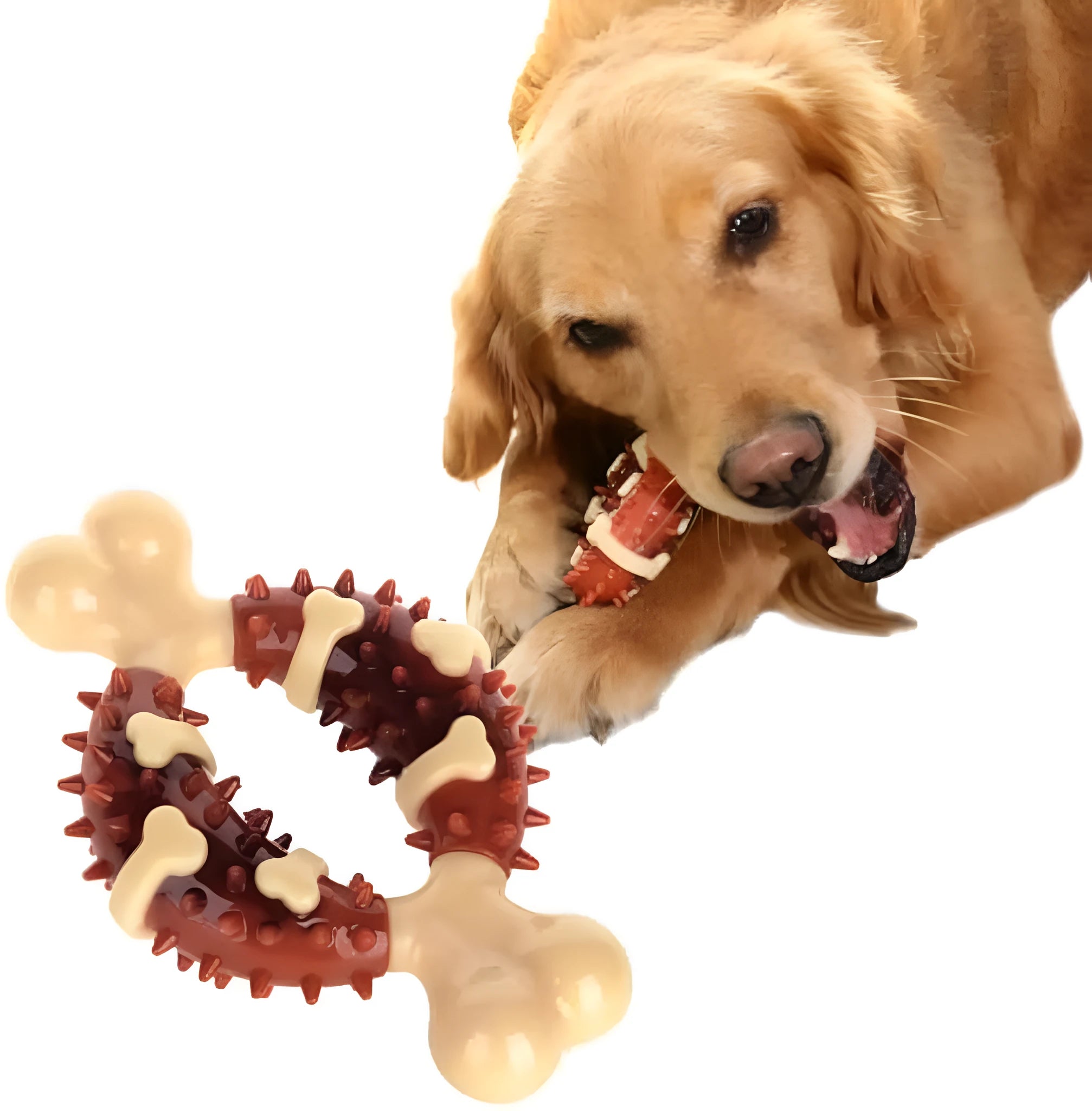 Natural rubber bone-shaped dog teeth grinding toy for dental health and anxiety relief in two sizes