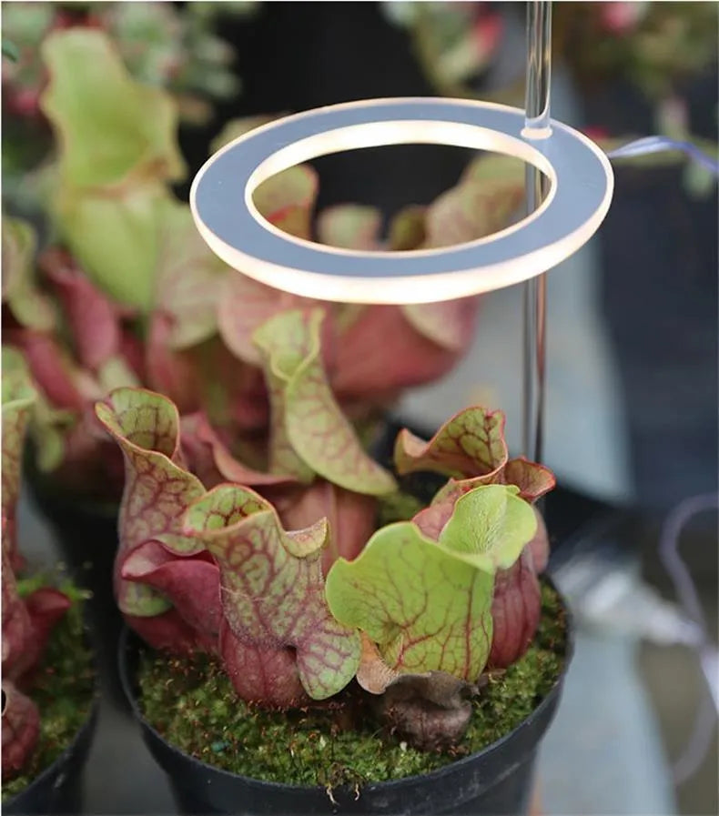 USB-powered LED plant grow light with full spectrum bulb and clear acrylic positioning stick.