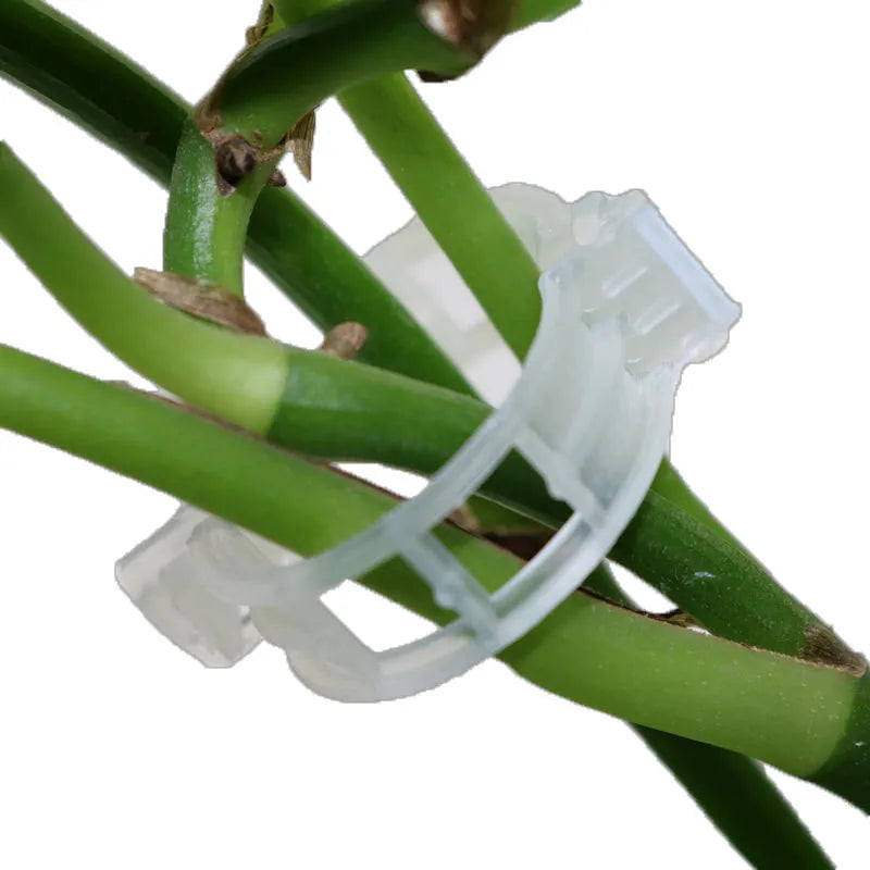 Set of 50 green plastic plant grafting clips for securing tomato vines and garden plants.