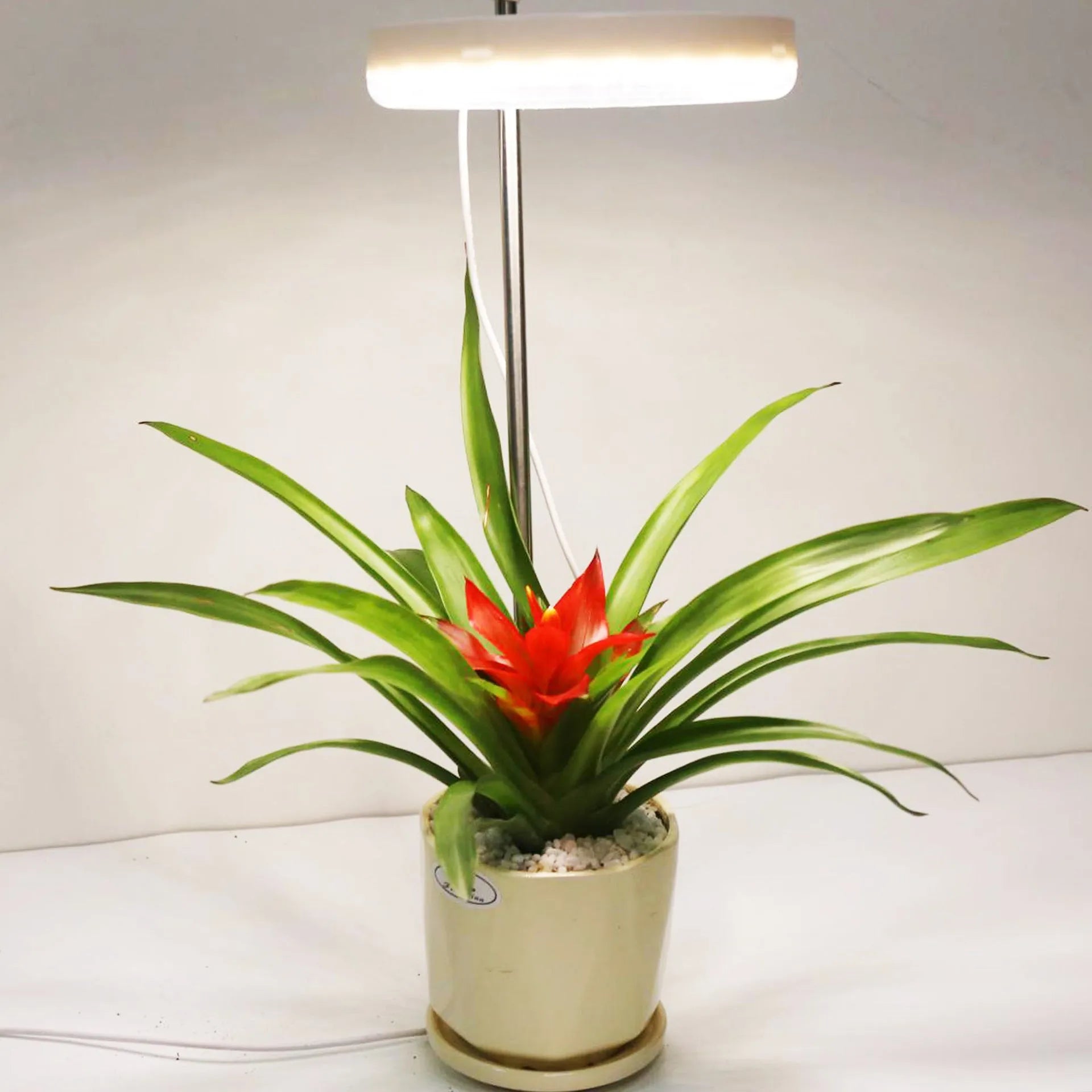 Compact desk plant growth lamp with full spectrum light showing 160mm length