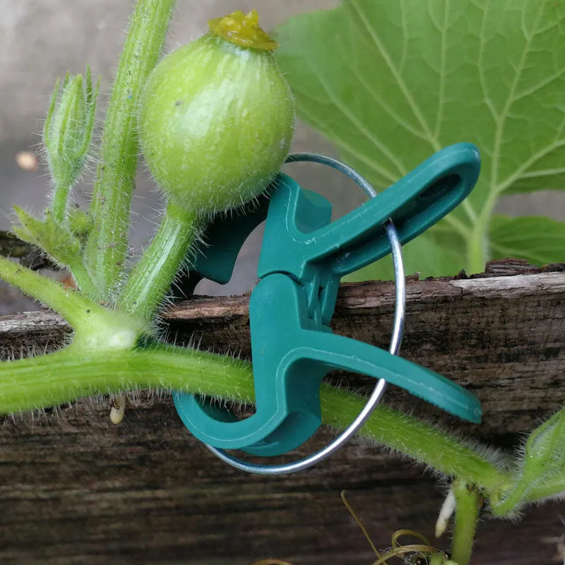 Green plastic plant fixing clips, 10 large and 10 small, for securing climbing plants like tomatoes and cucumbers.