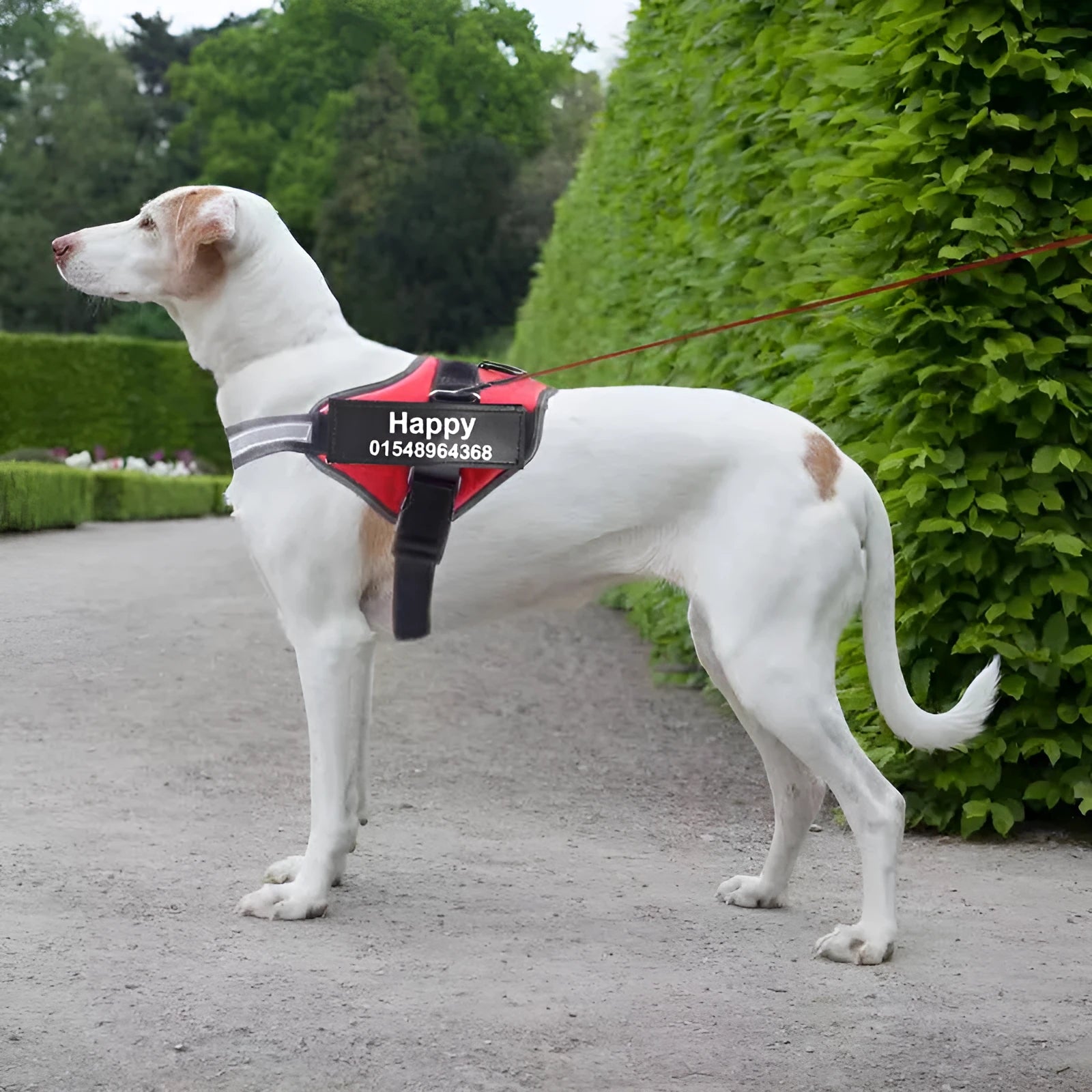 Adjustable no-pull dog harness vest with reflective strips and a chest strap, shown in various colours
