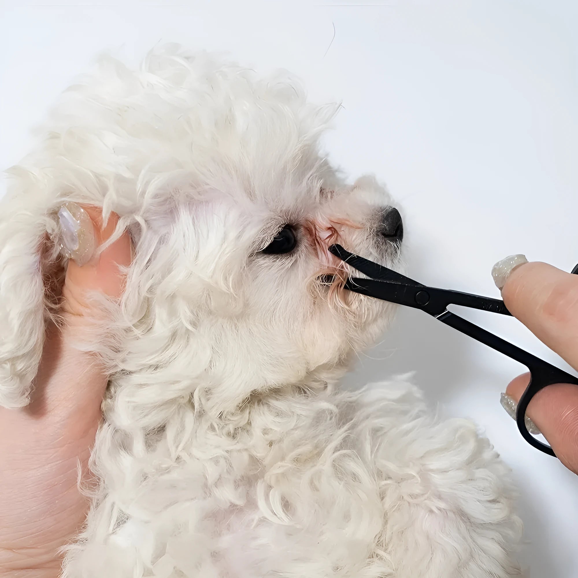 Black pet grooming brush with soft bristles for eye tear stain removal and comb attachment for dogs and cats