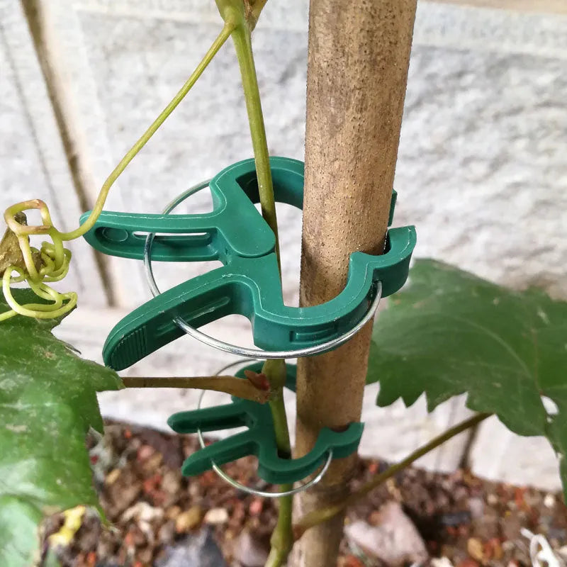 Green plastic plant fixing clips, 10 large and 10 small, for securing climbing plants like tomatoes and cucumbers.