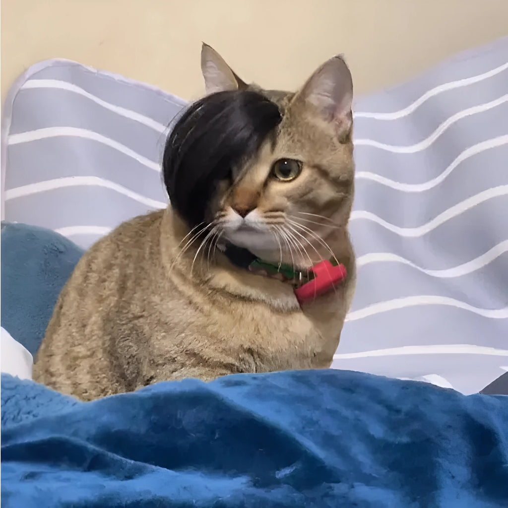 Black imitation braid cat wig made from polyester fabric for pet costumes