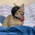 Black imitation braid cat wig made from polyester fabric for pet costumes