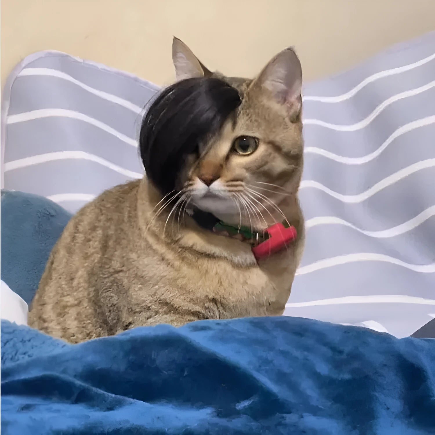 Black imitation braid cat wig made from polyester fabric for pet costumes