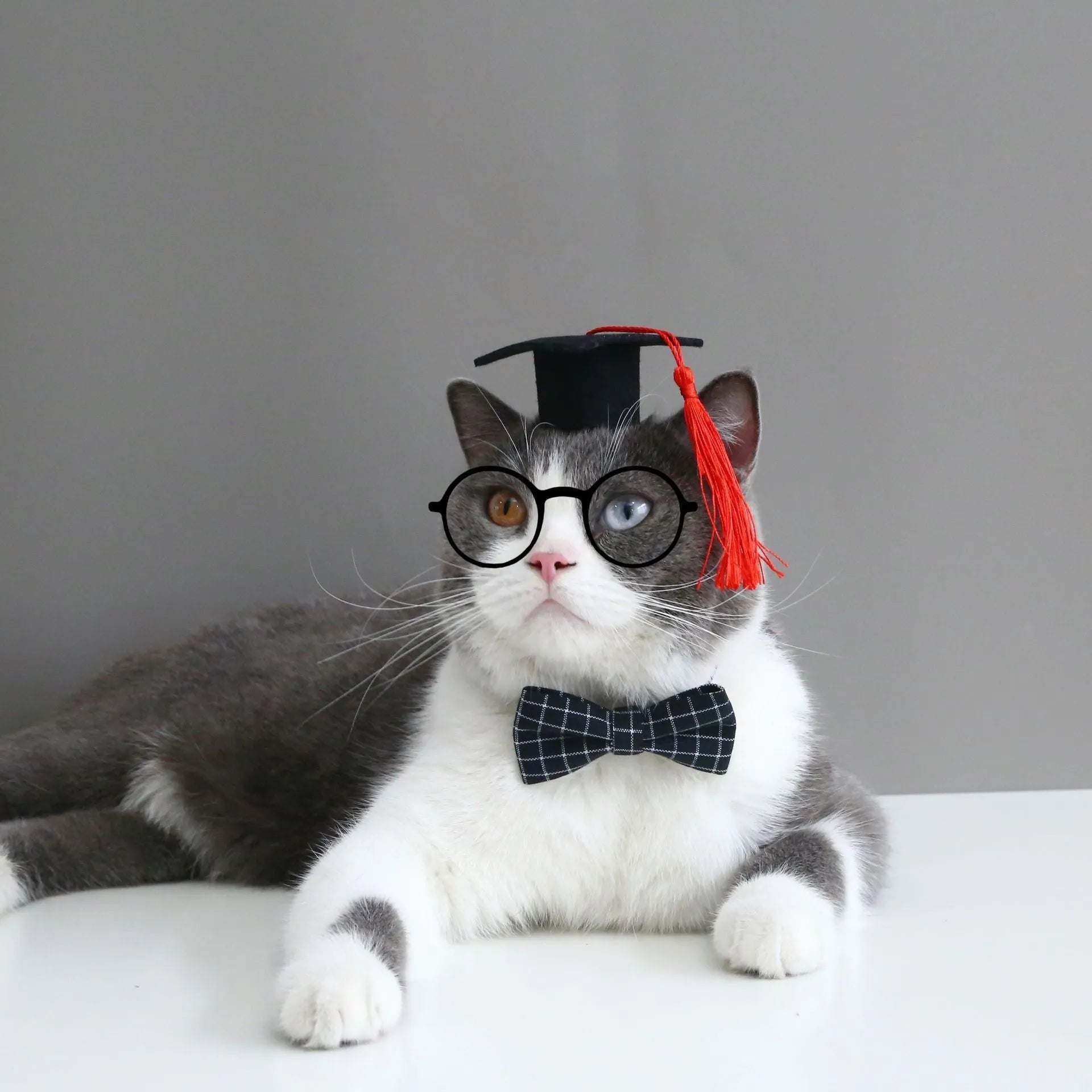 Pet doctor's degree hair band and bow tie costume set for small cats and dogs
