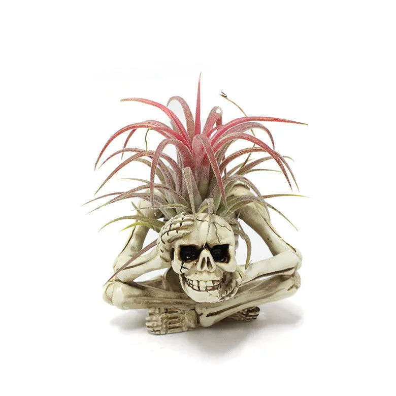 Gothic resin Tillandsia bracket with skull decoration for soilless air plants measuring 7x8x12.5cm