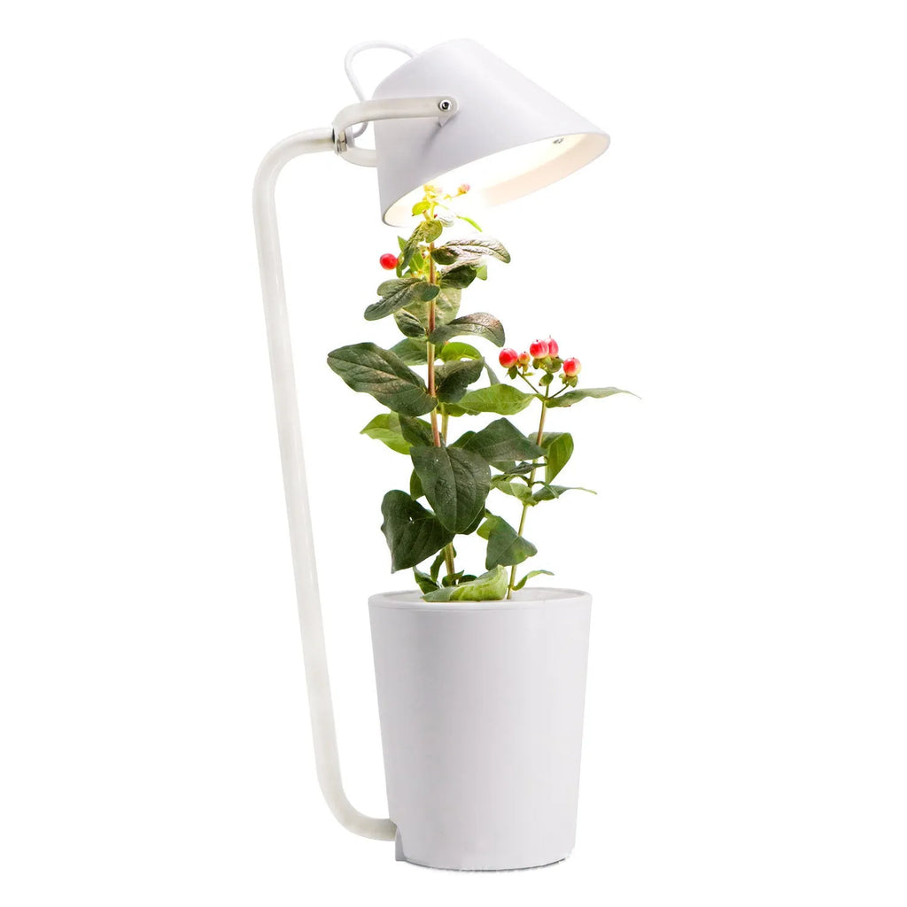 White plastic desktop hydroponic container for soilless plant growth