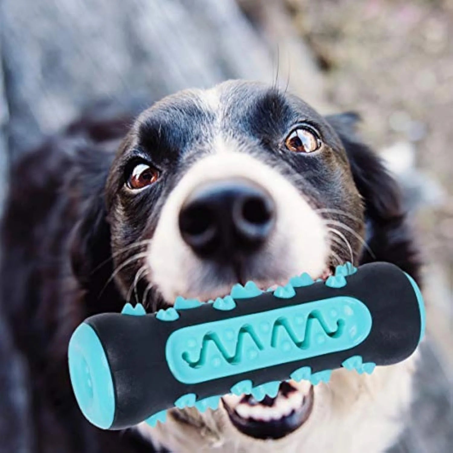 Natural rubber dog toothbrush chew toy dental teether stick in blue green yellow and black blue colours for puppy molar cleaning