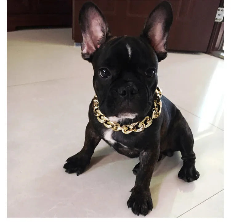 Gold colour chain dog collar with buckle fastening for small to medium dogs