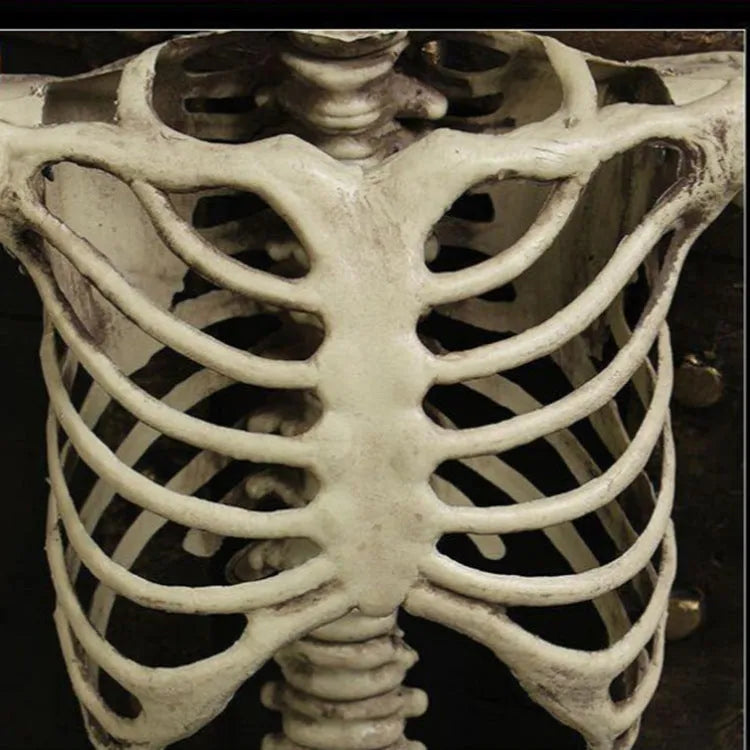 170cm tall plastic skeleton prop with detailed skull and complete bone structure