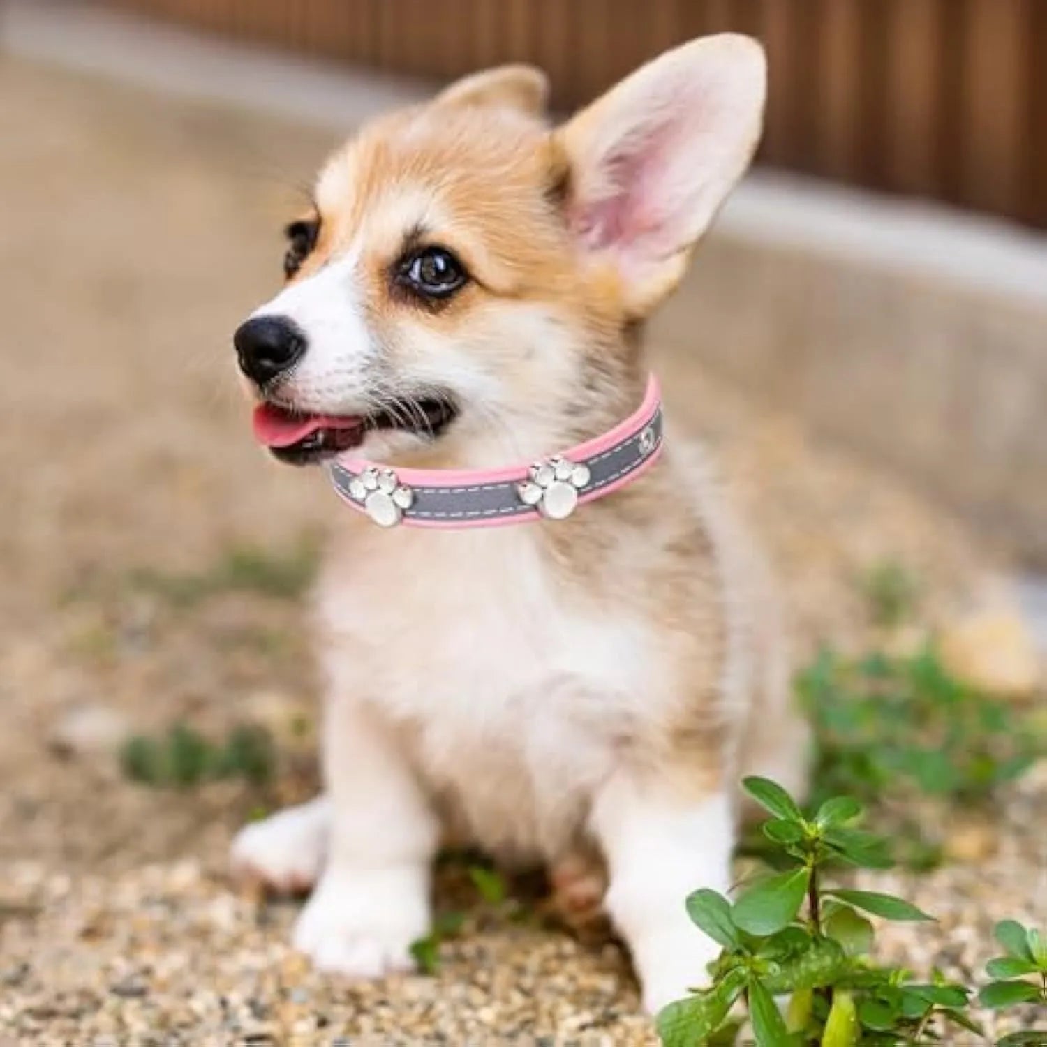 Reflective adjustable PU leather dog collar with metal buckle shown in multiple sizes.