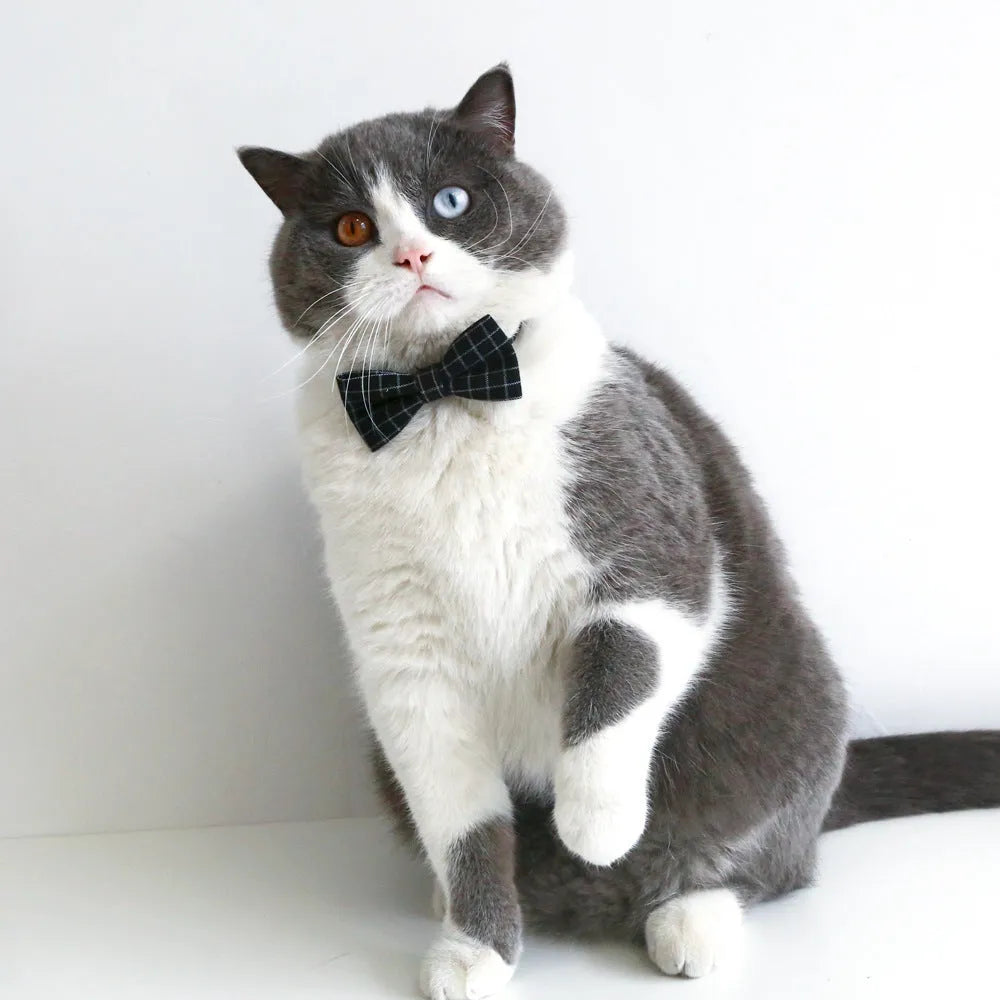 Pet doctor's degree hair band and bow tie costume set for small cats and dogs