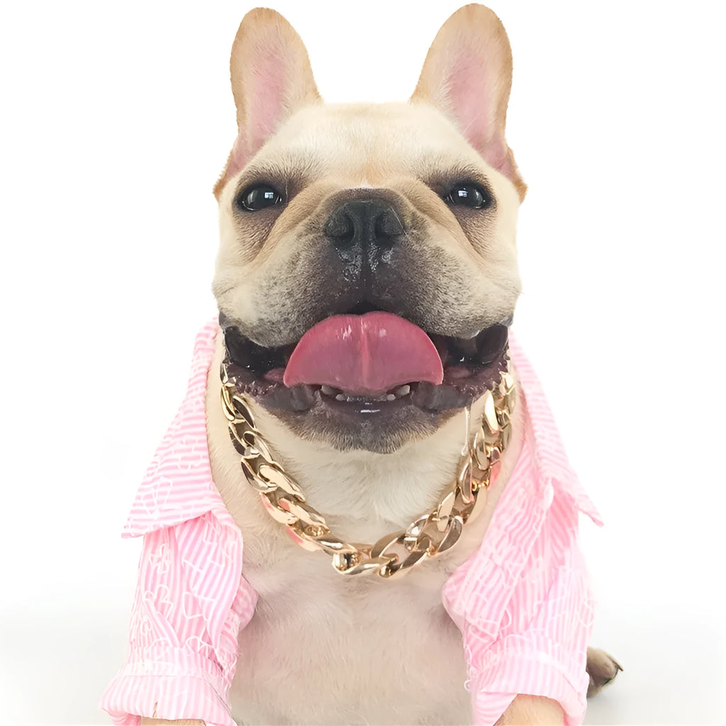Gold colour chain dog collar with buckle fastening for small to medium dogs