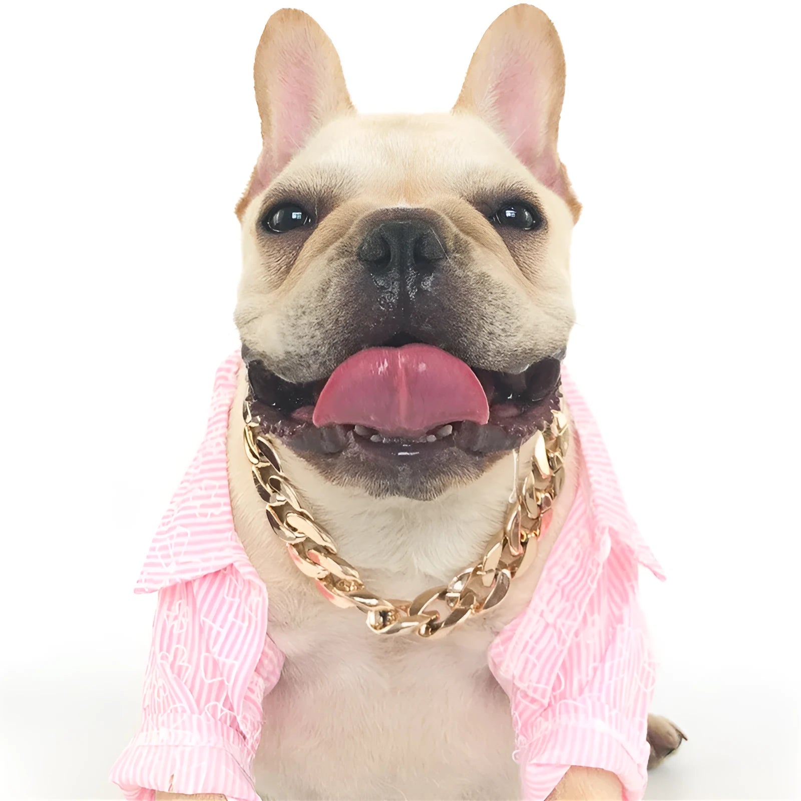 Gold colour chain dog collar with buckle fastening for small to medium dogs