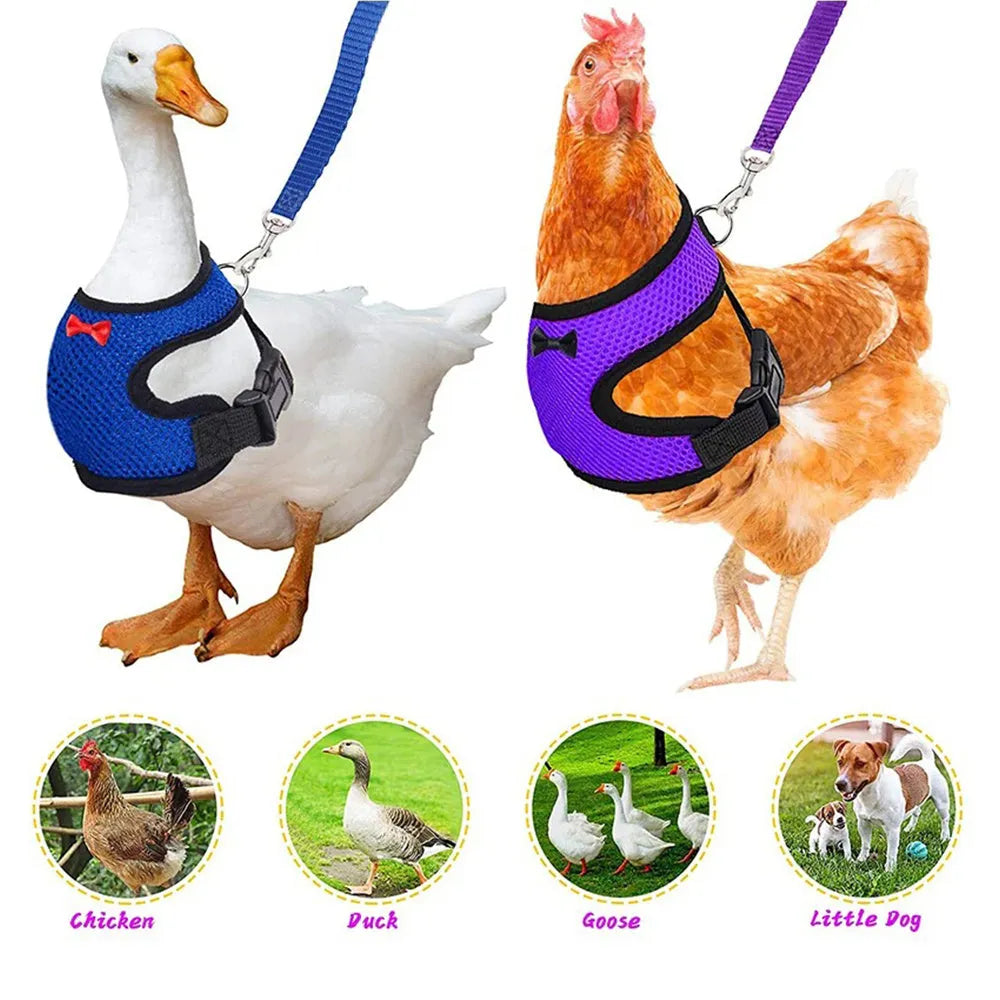 Poultry harness set featuring a red chicken vest, matching collar with bow, belly belt, and a long traction rope on a table.