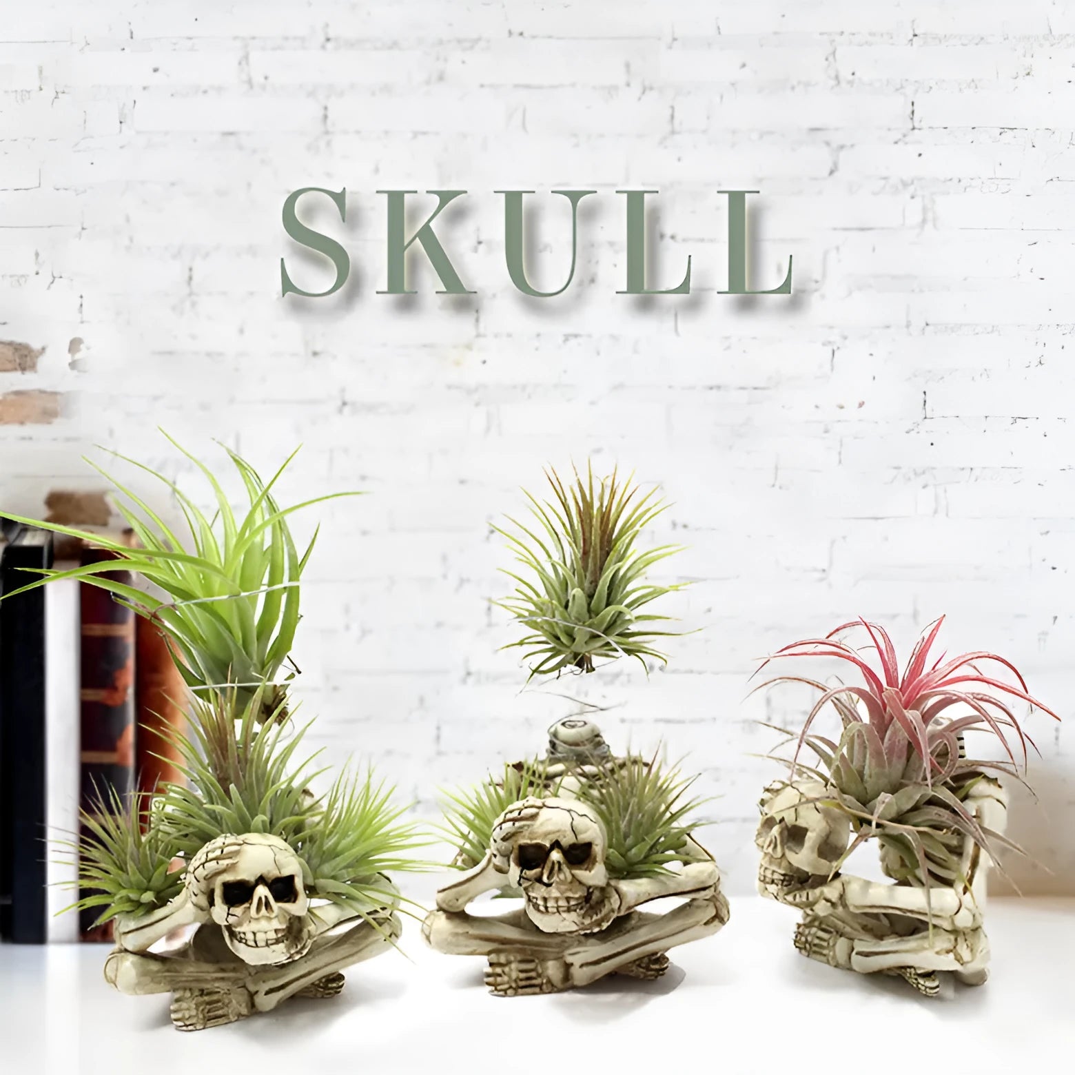 Gothic resin Tillandsia bracket with skull decoration for soilless air plants measuring 7x8x12.5cm