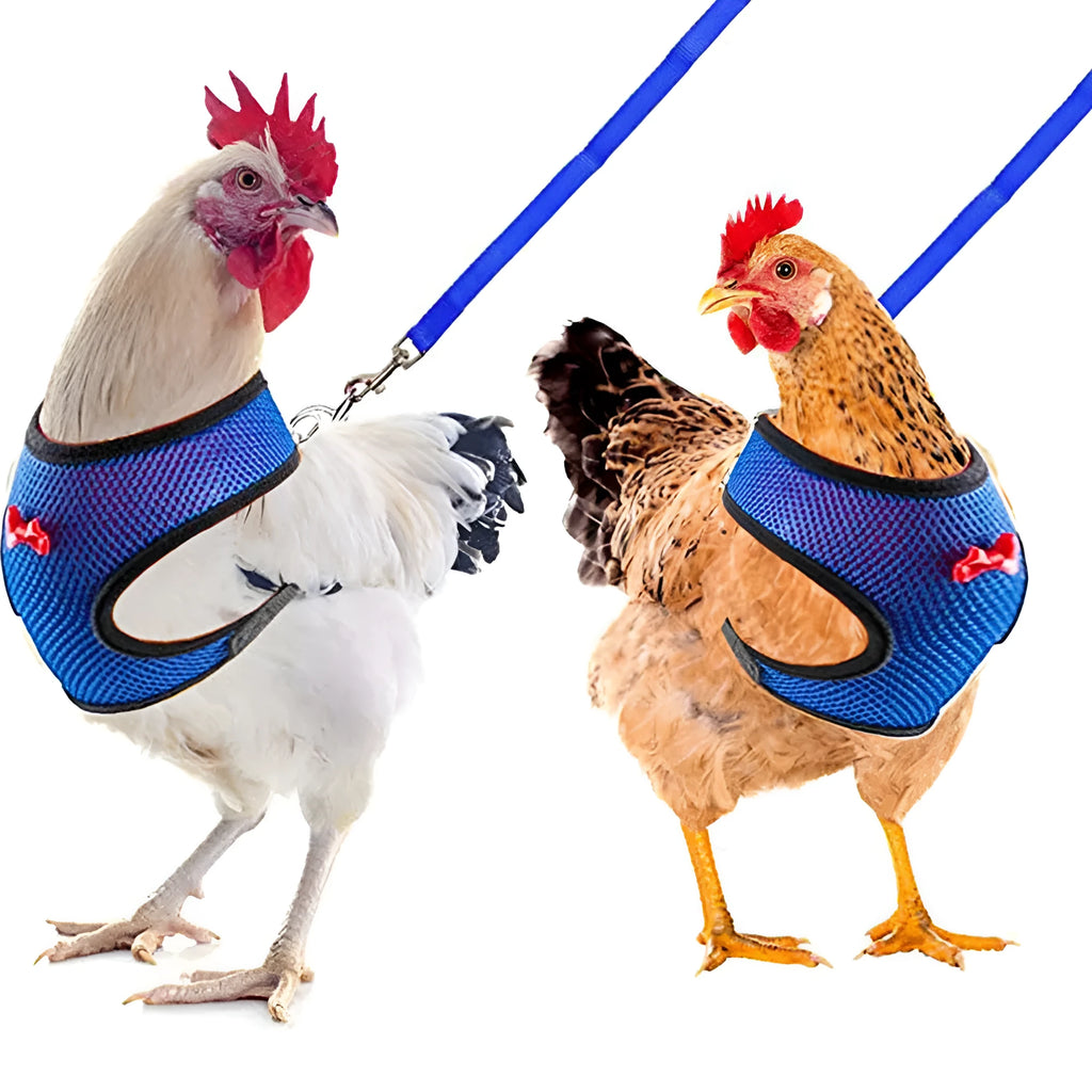 Poultry harness set featuring a red chicken vest, matching collar with bow, belly belt, and a long traction rope on a table.