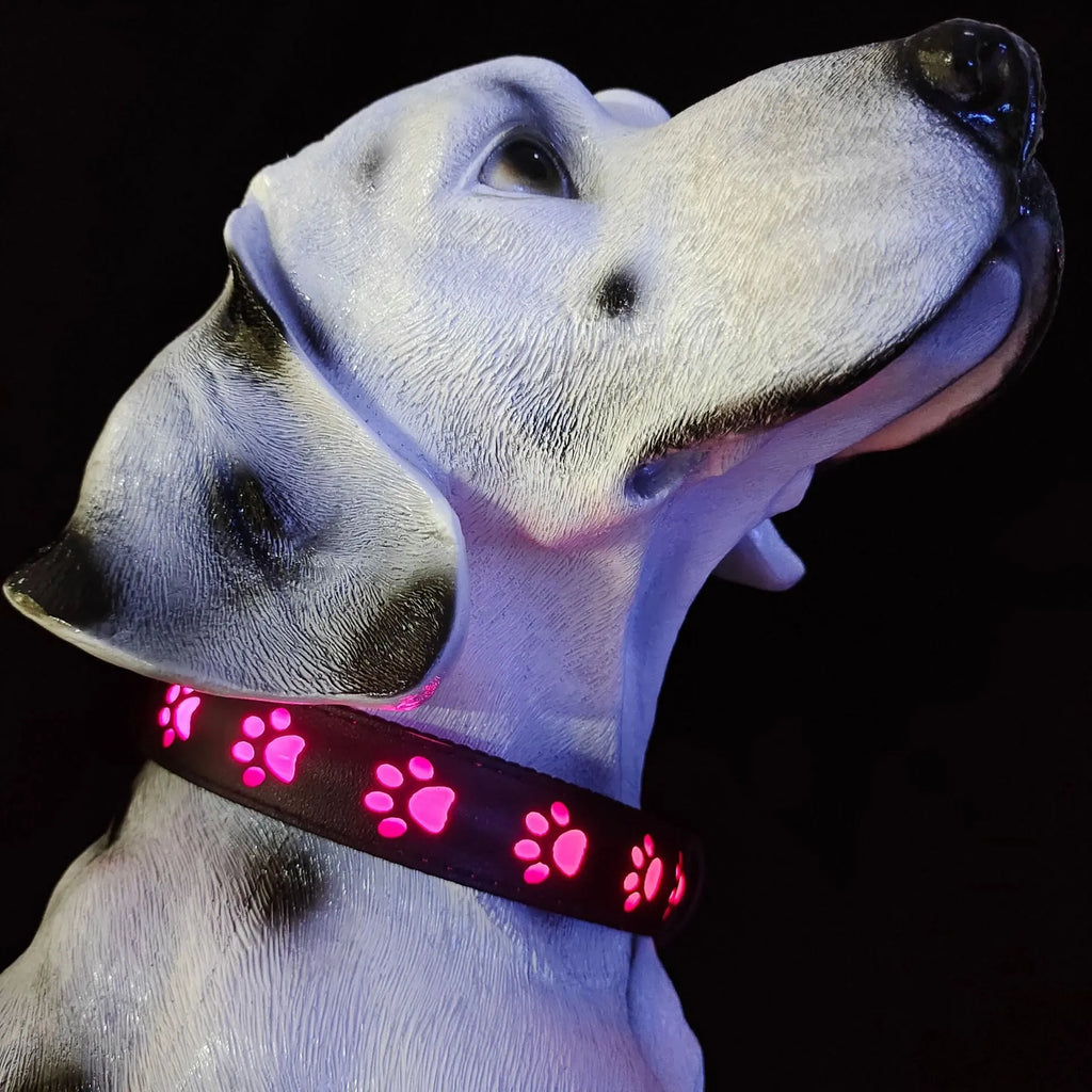 LED pet collar with paw print design showing seven colour modes and USB charging port