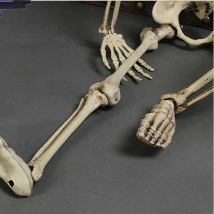 170cm tall plastic skeleton prop with detailed skull and complete bone structure