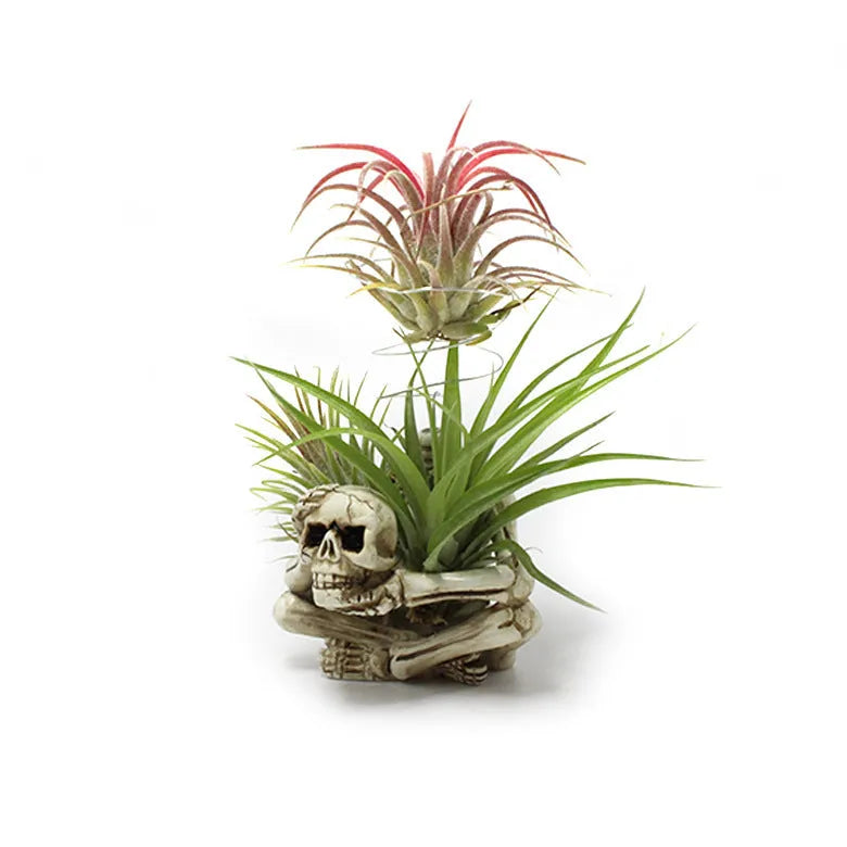 Gothic resin Tillandsia bracket with skull decoration for soilless air plants measuring 7x8x12.5cm