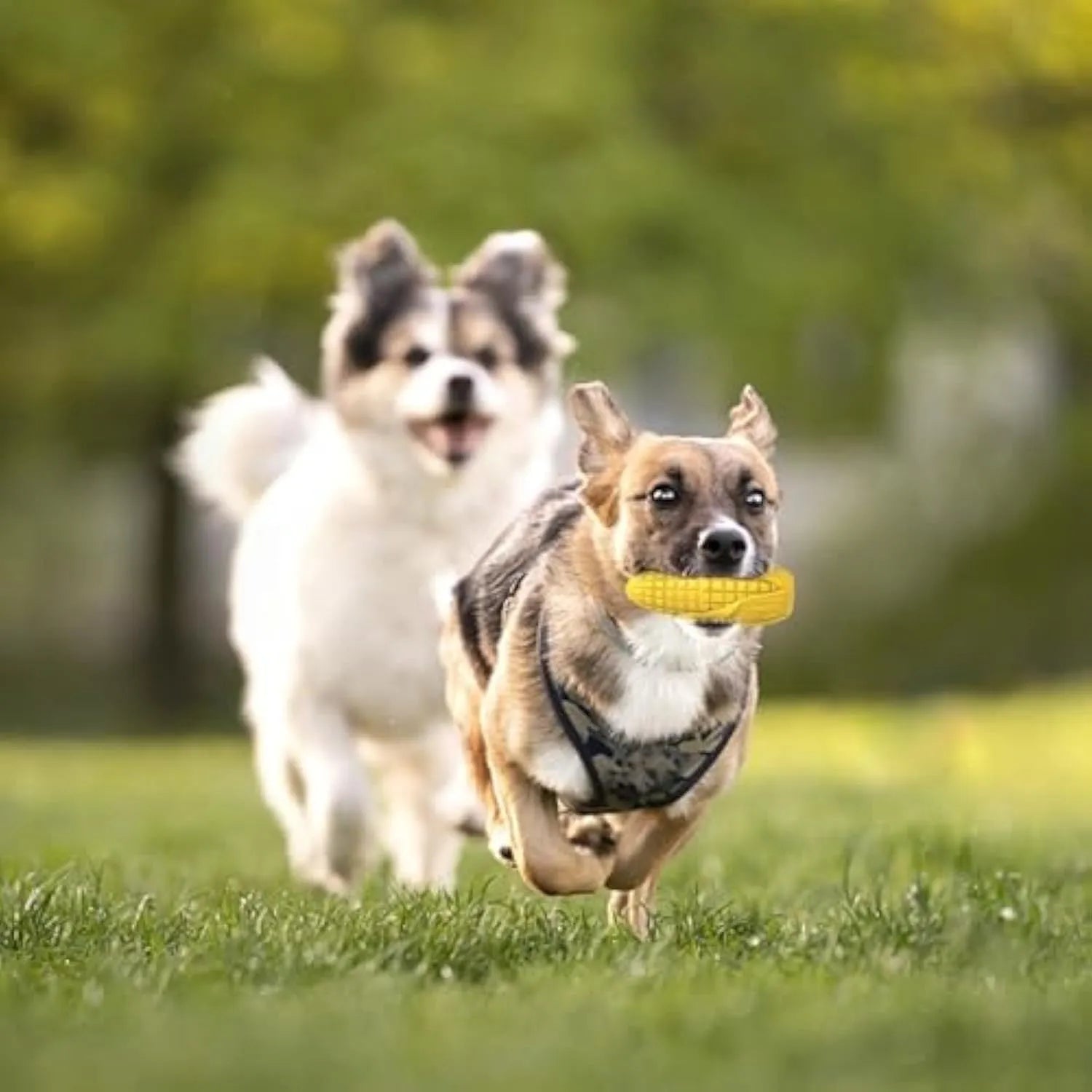 Blue and yellow corn stick dog chew toy for aggressive chewers with textured surface