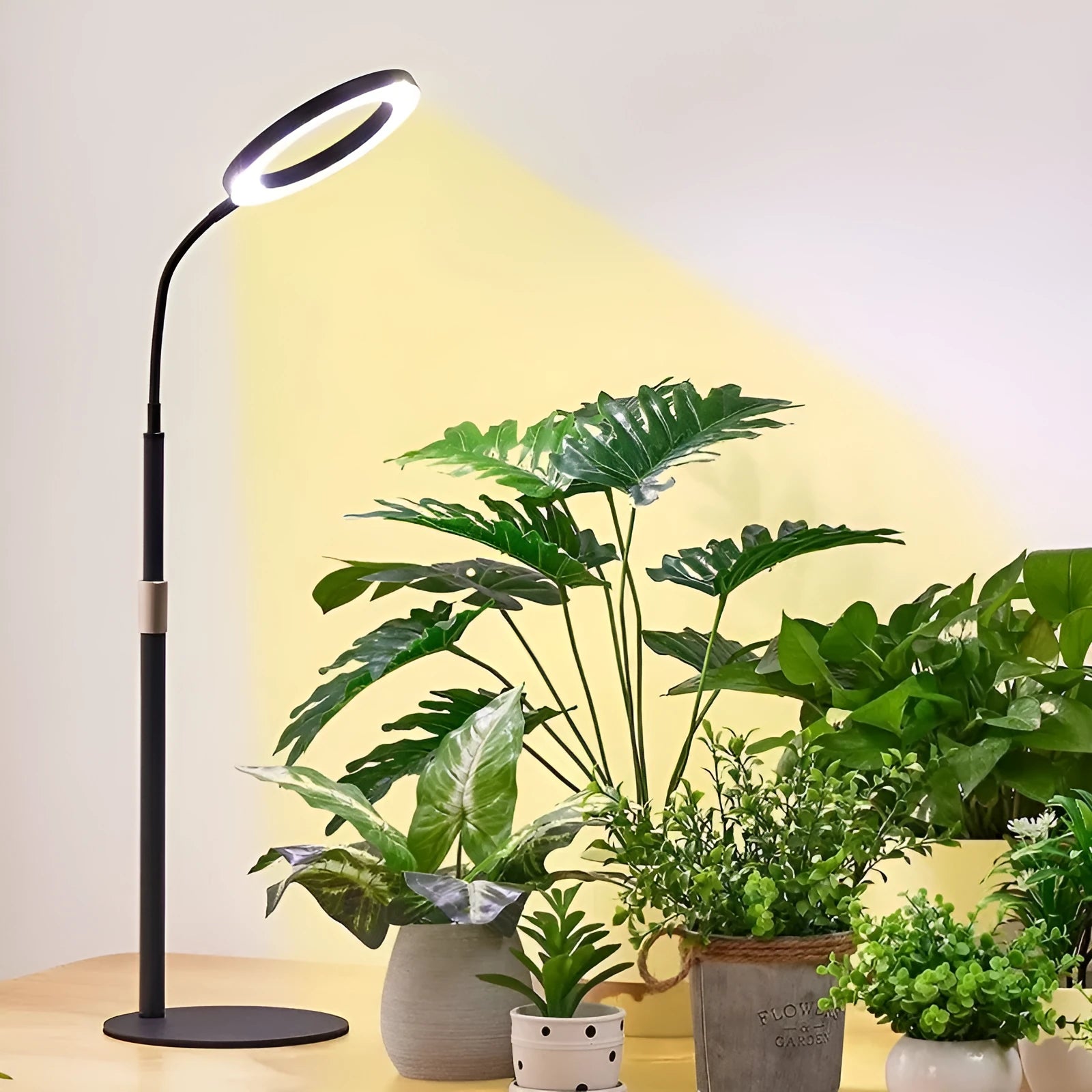 6-inch diameter Angel Ring LED plant grow light on a tall, retractable silver aluminium floor stand.