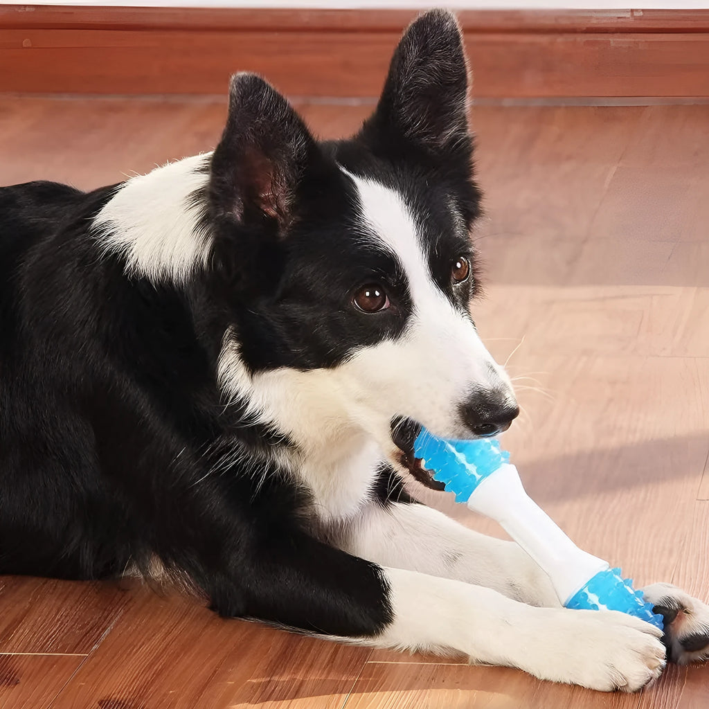 Dual-colour TPR and PU puppy teething chew toy in Aqua Bone shape for dogs