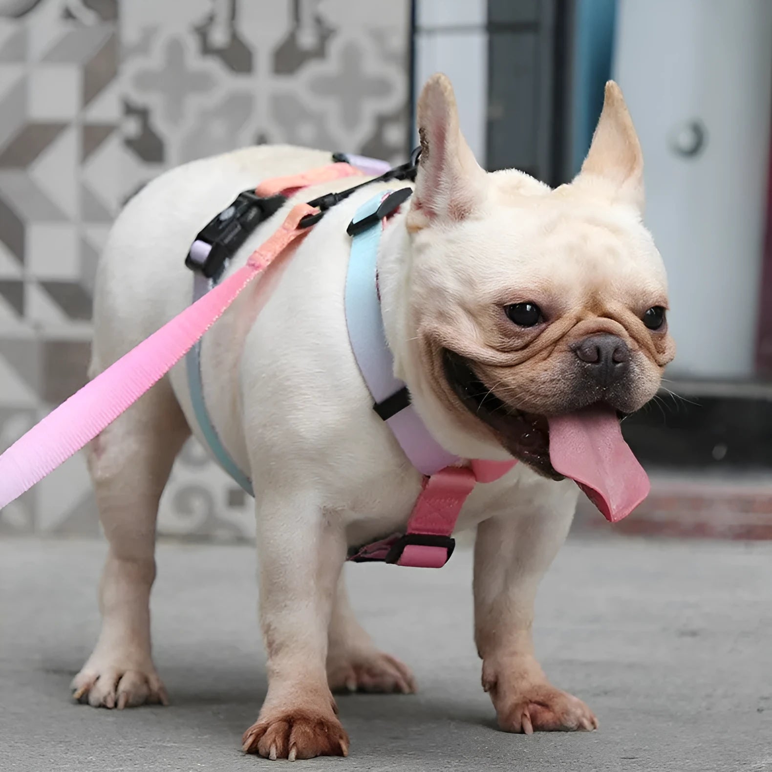 Gradient colour pet chest and back harness for dogs in one of four pattern options.