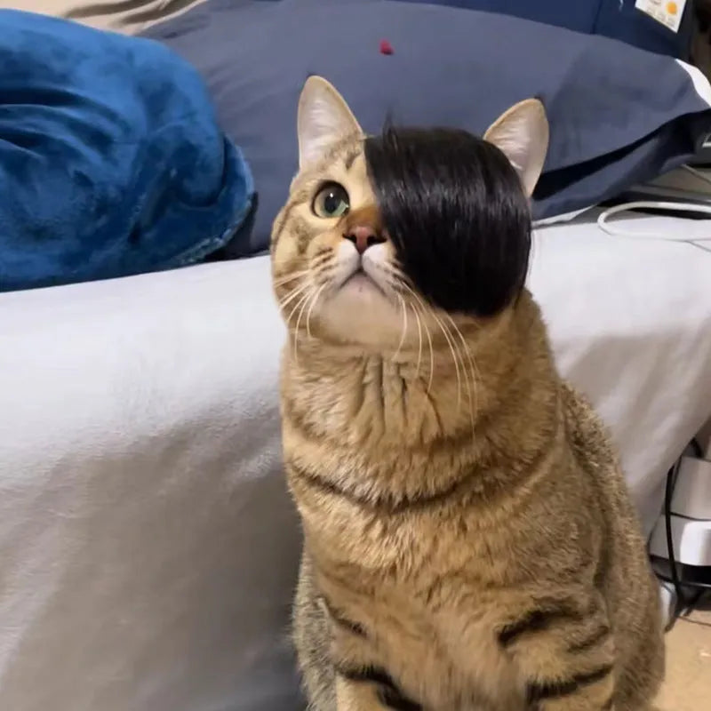 Black imitation braid cat wig made from polyester fabric for pet costumes