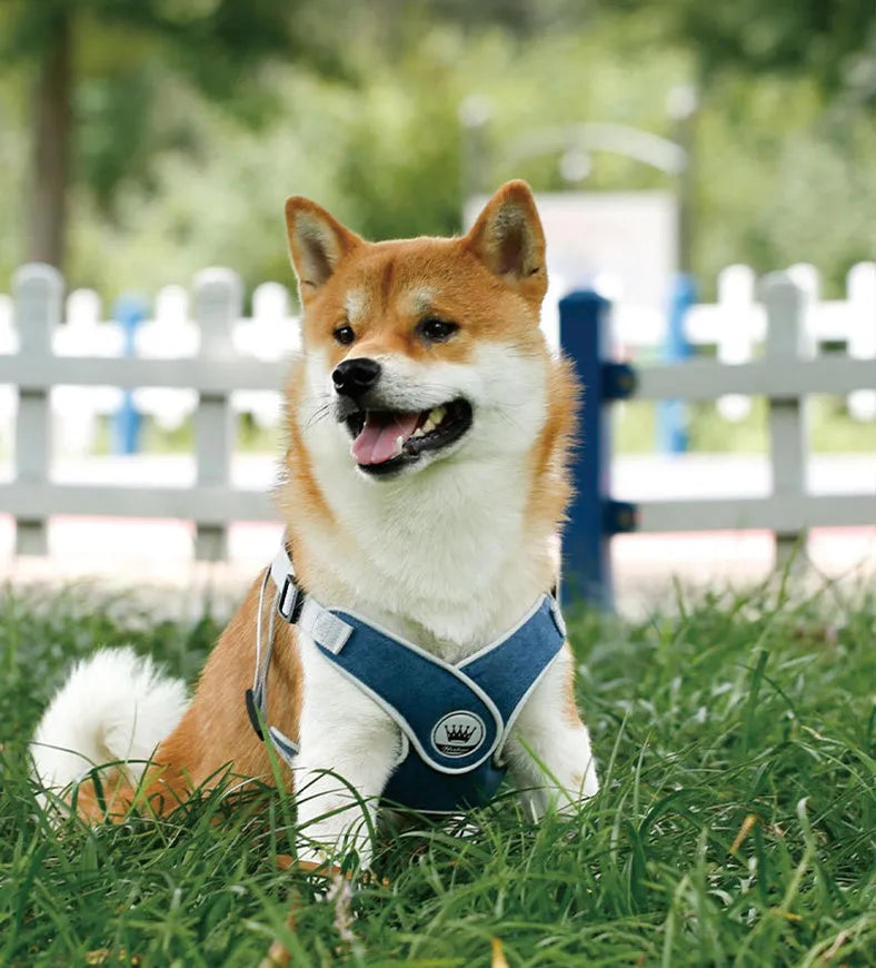 Adjustable mesh dog harness with metal D-ring in multiple colour options