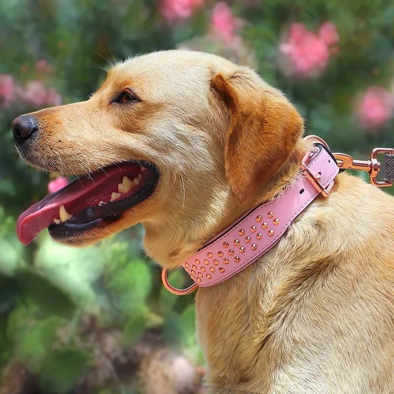 Leather dog collar with rivet construction in black colour showing anti-bite design