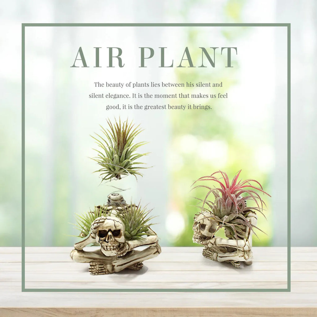 Gothic resin Tillandsia bracket with skull decoration for soilless air plants measuring 7x8x12.5cm