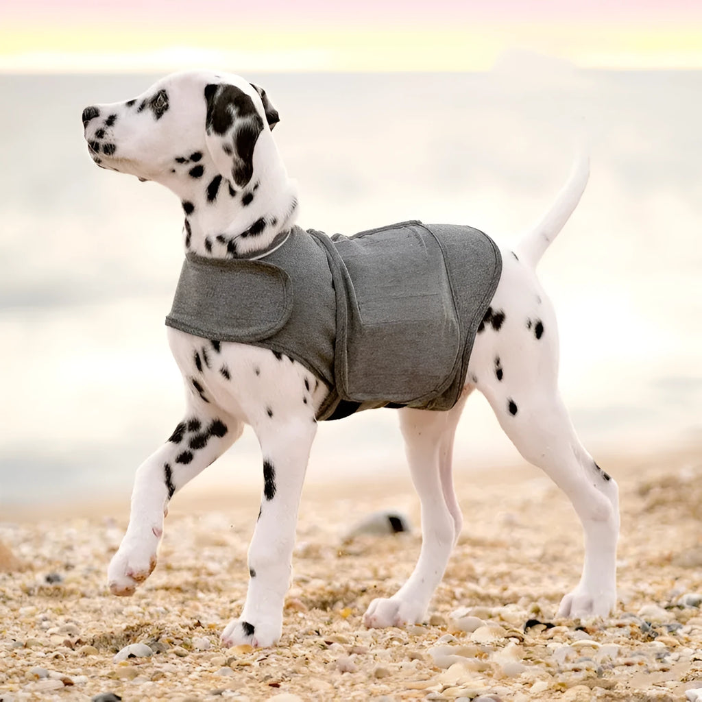 Heather Grey dog anxiety vest made from brocade cotton ponte-de-roma fabric on a medium-sized dog.