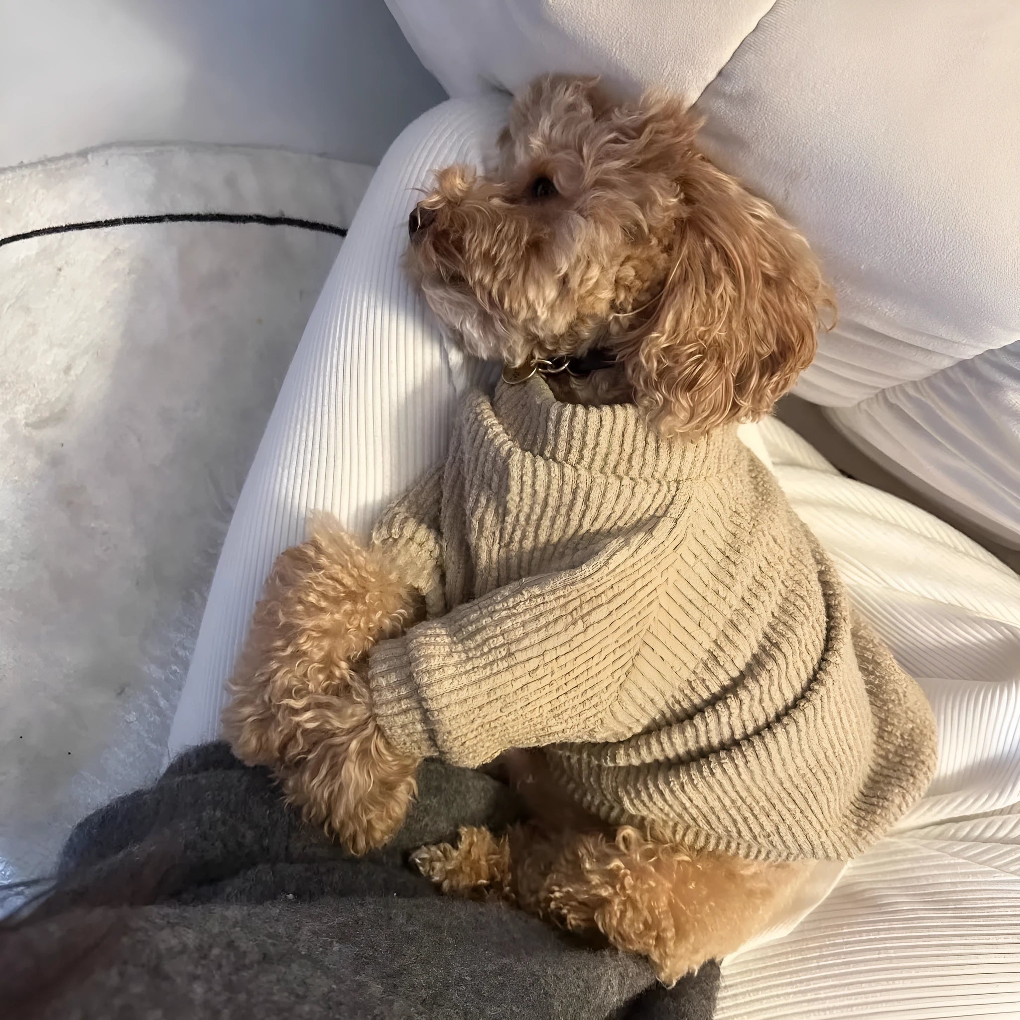 Brown knitted dog sweater pullover on small dog showing cloth construction and casual style