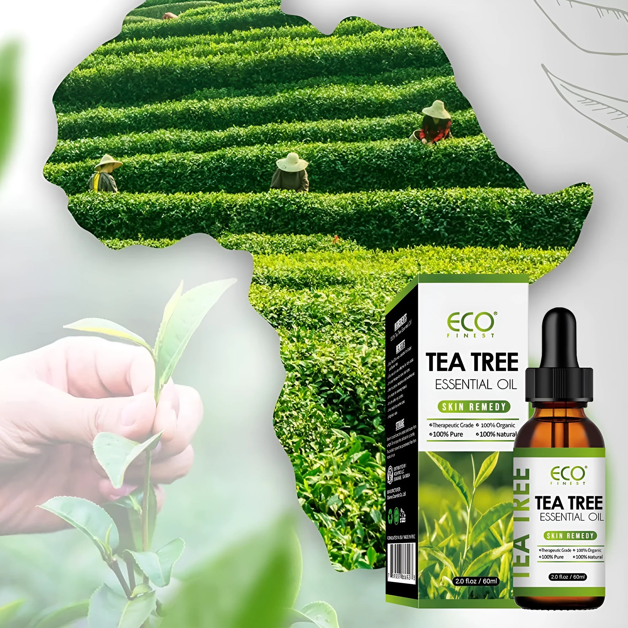 60ml bottle of pure tea tree essential oil for massage and skin application