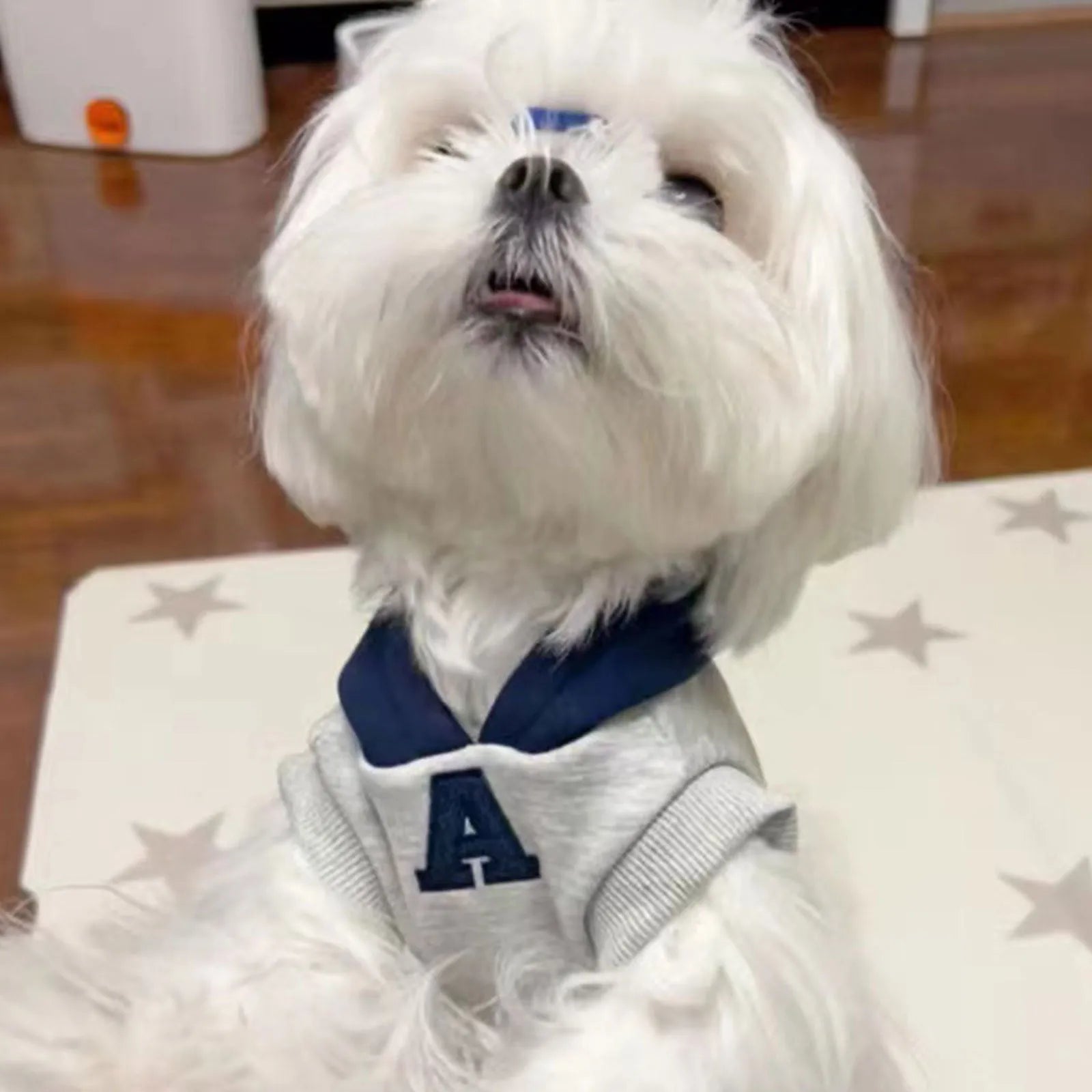 Blue slim-fit pet hoodie with reflective lettering on a dog, showing the hooded design.