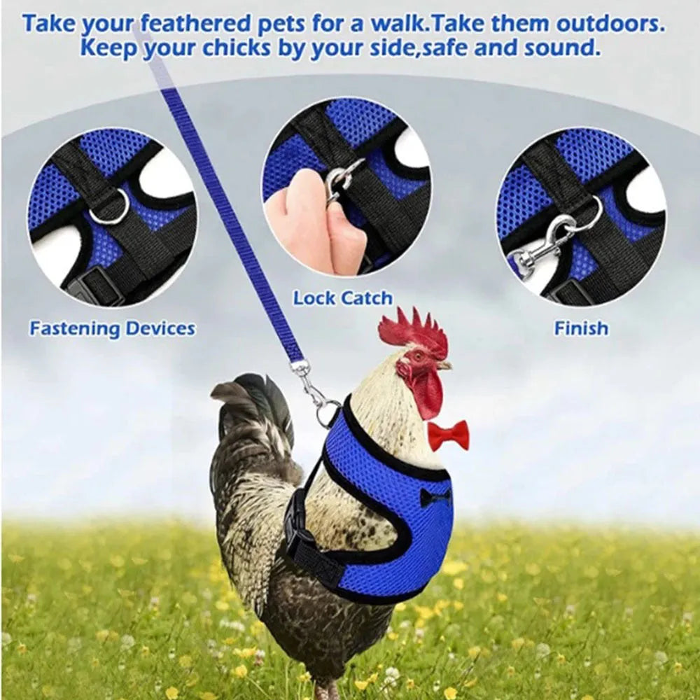 Poultry harness set featuring a red chicken vest, matching collar with bow, belly belt, and a long traction rope on a table.
